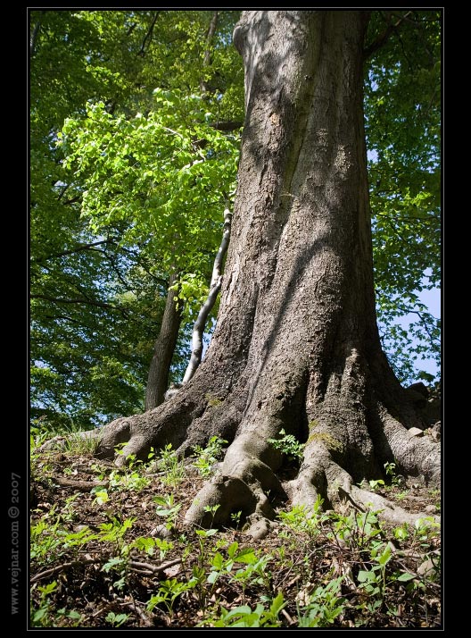 priroda-foto11.jpg
