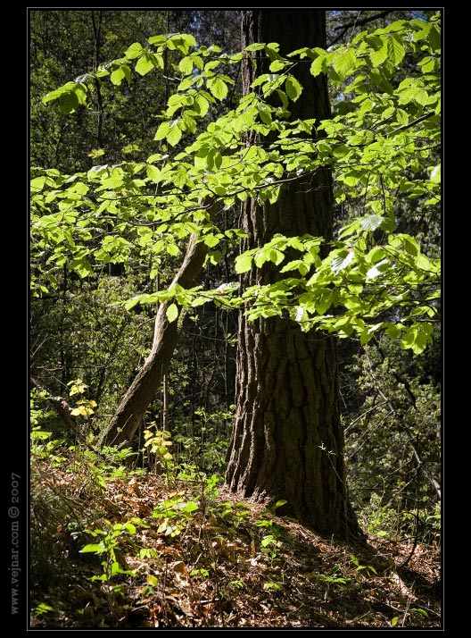 priroda-foto04.jpg